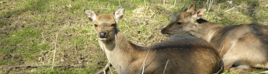 Wildgehege Moritzburg
