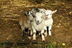 Die Chefs vom Wildgehege