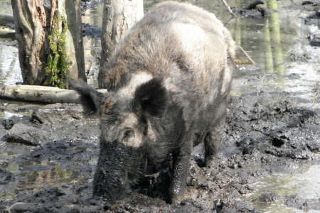 Wildschwein (oder Dreckschwein?)