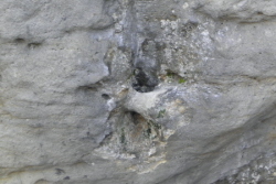 Sanduhr zum anbinden von Pferden